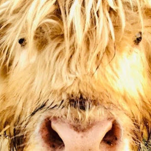 Meet your Posher, Miley